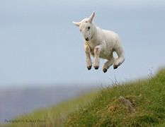 lamb