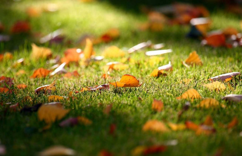 Autumn-Leaves-on-a-Garden-Lawn Autumn-Leaves-on-a-Garden-Lawn