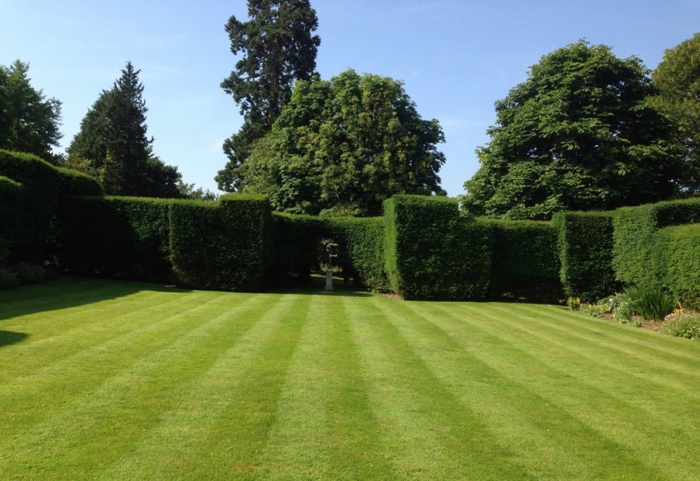 Lawn Lawn
